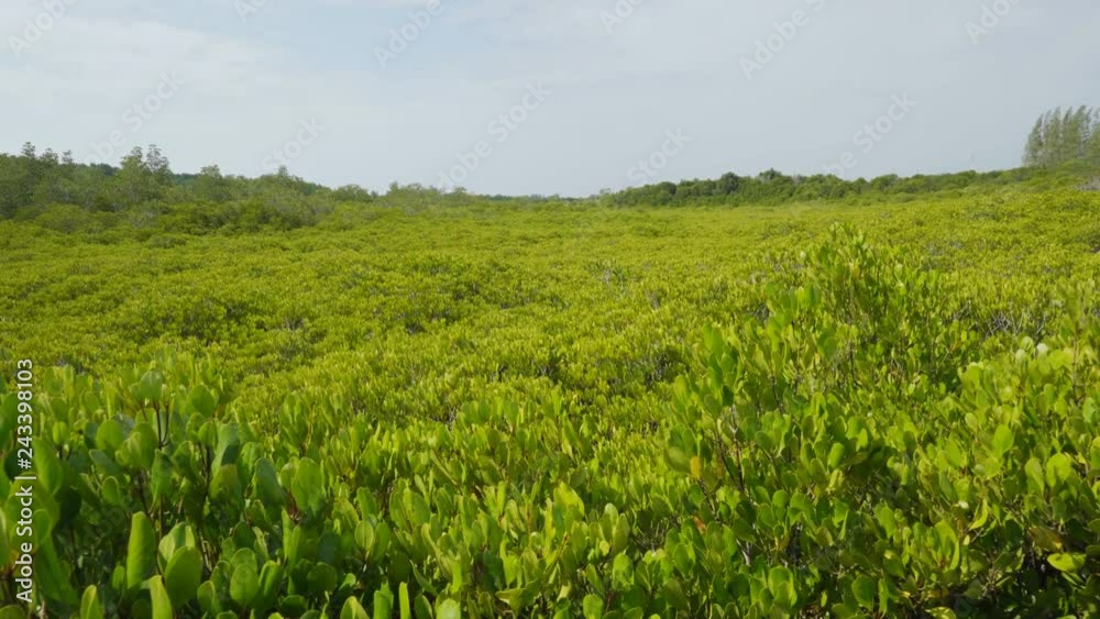 panning shot of green mangrove forest at Tung Prong Thong or Golden Mangrove Field, Rayong, Thailand panning shot of green mangrove forest at Tung Prong Thong or Golden Mangrove Field, Rayong, Thailand