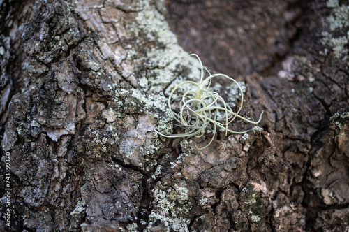 Obraz na płótnie ants on tree w salonie