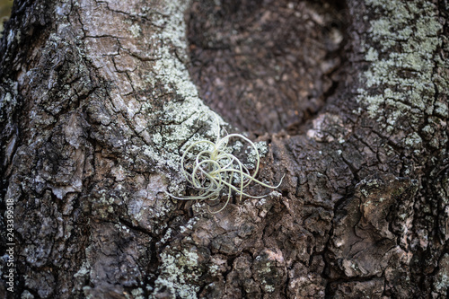 Obraz na płótnie bark of a tree w salonie
