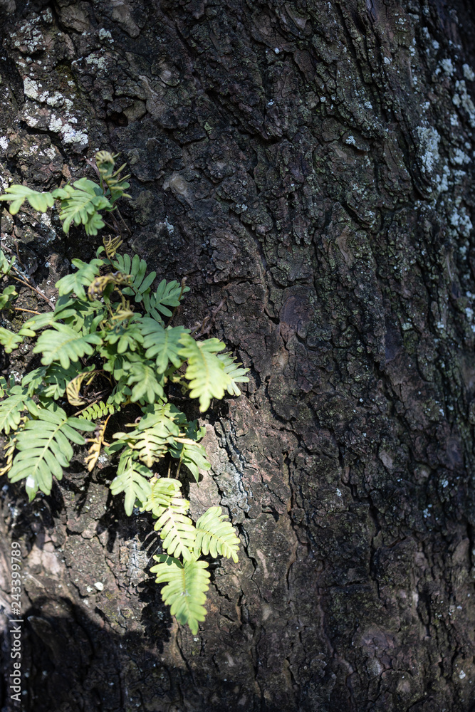 tree