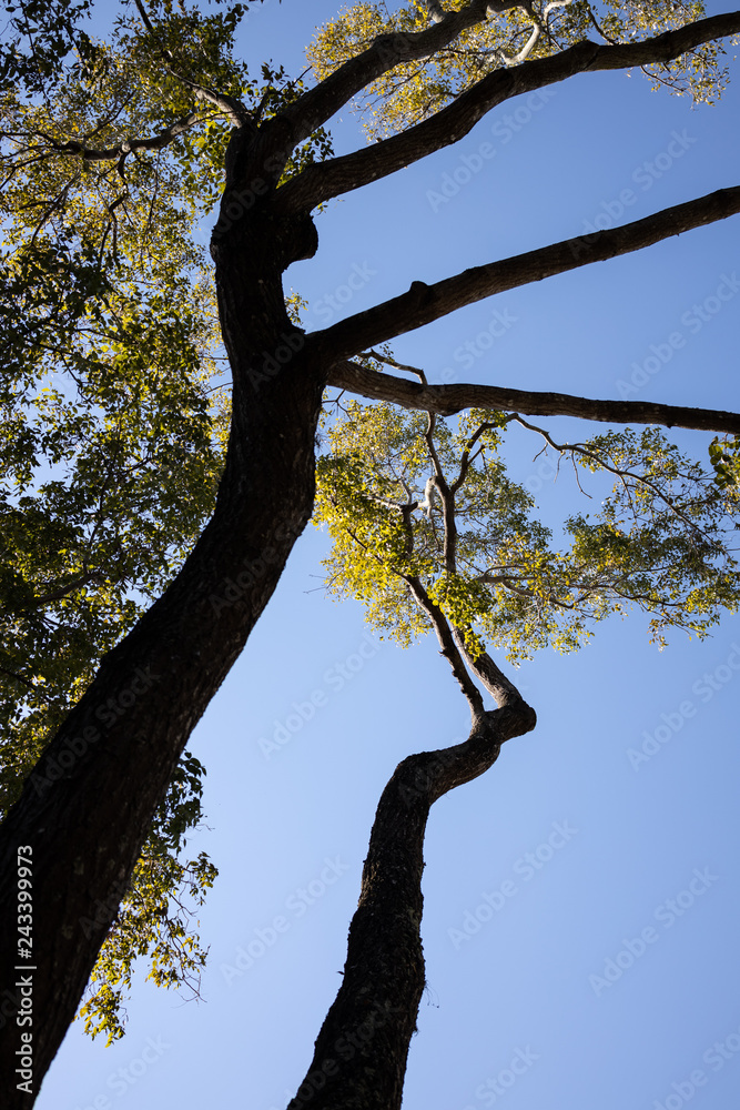 tree