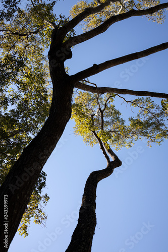 Obraz na płótnie tree w salonie