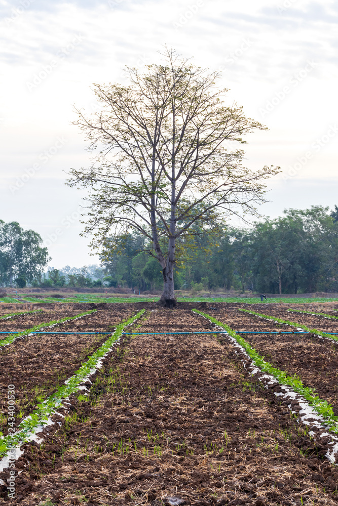 Trees and watermelon crops.