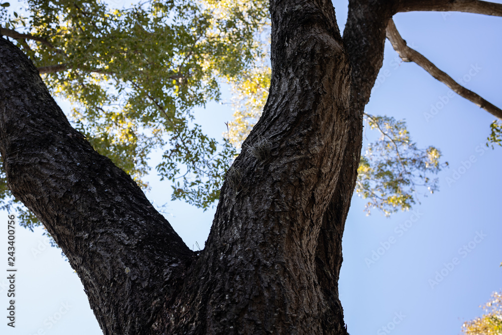 tree
