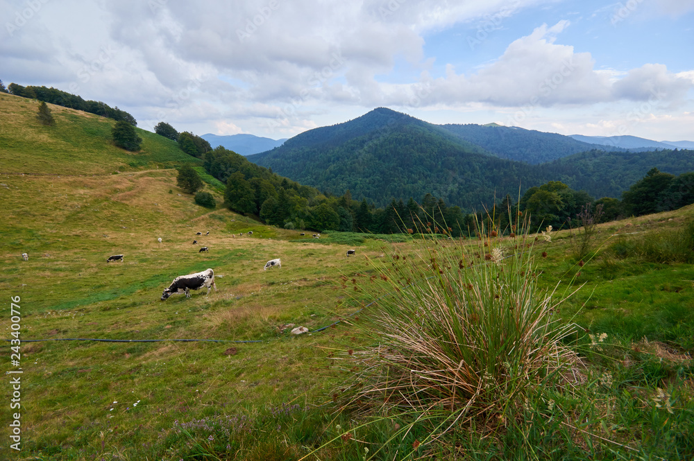 Fototapeta premium Herd of cattle grazing on a pasture in high mountains.Summer rural view of the cows in the paddock.Bright and juicy rustic landscape with cattle/Cows grazing in mountain pasture