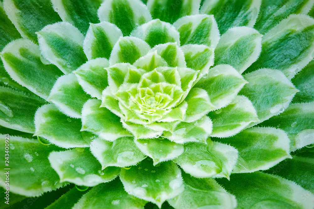 Succulent plant close up macro green tones Succulent plant close up macro green tones