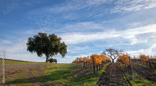 Картината върху платно California oak trees in Central California vineyard in California United States