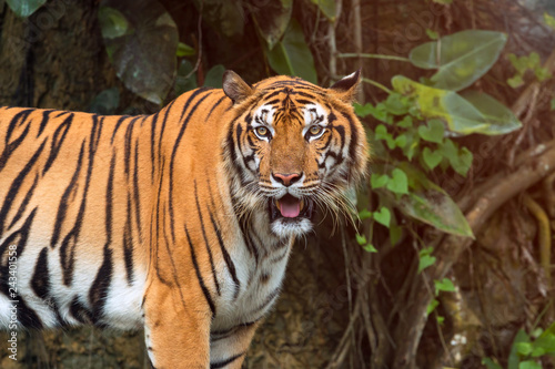 Close up of Indochinese Tiger standing in front of tunnel of forest  Panthera tigris corbetti coat is yellow to light orange with stripes ranging from dark brown to black