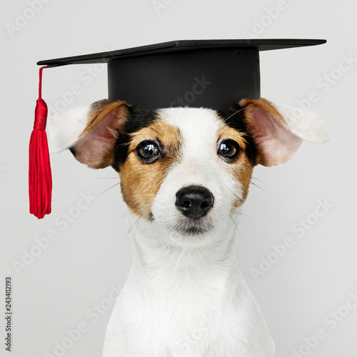 Fotografía Cute Jack Russell Terrier in a graduation cap