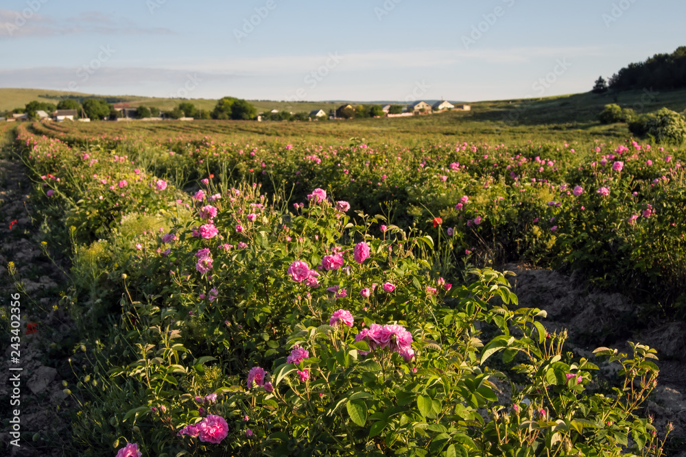 Field of blooming pink damask roses at Bakhchisaray, Crimea Field of blooming pink damask roses at Bakhchisaray, Crimea