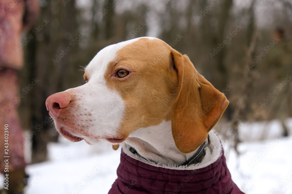 Pointer dog in winter hunting. Cold weather, snow. Snoop seeks prey
