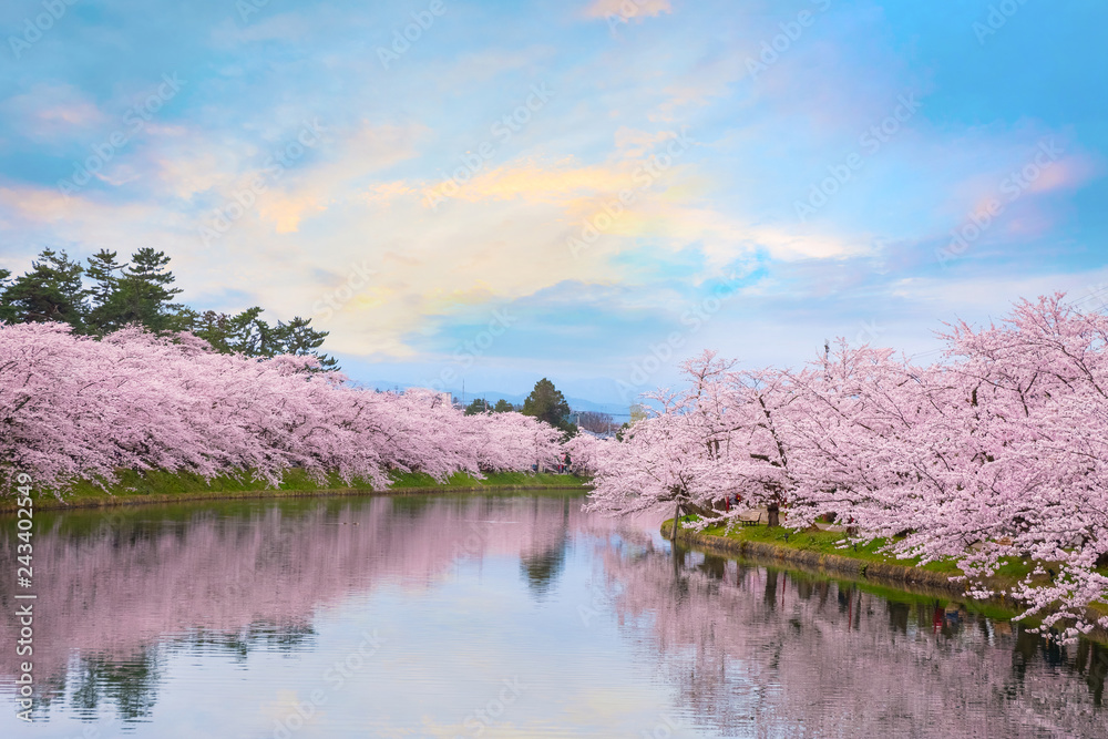 Fototapeta premium Pełny kwiat Sakura - wiśniowy kwiat w parku Hirosaki w Japonii