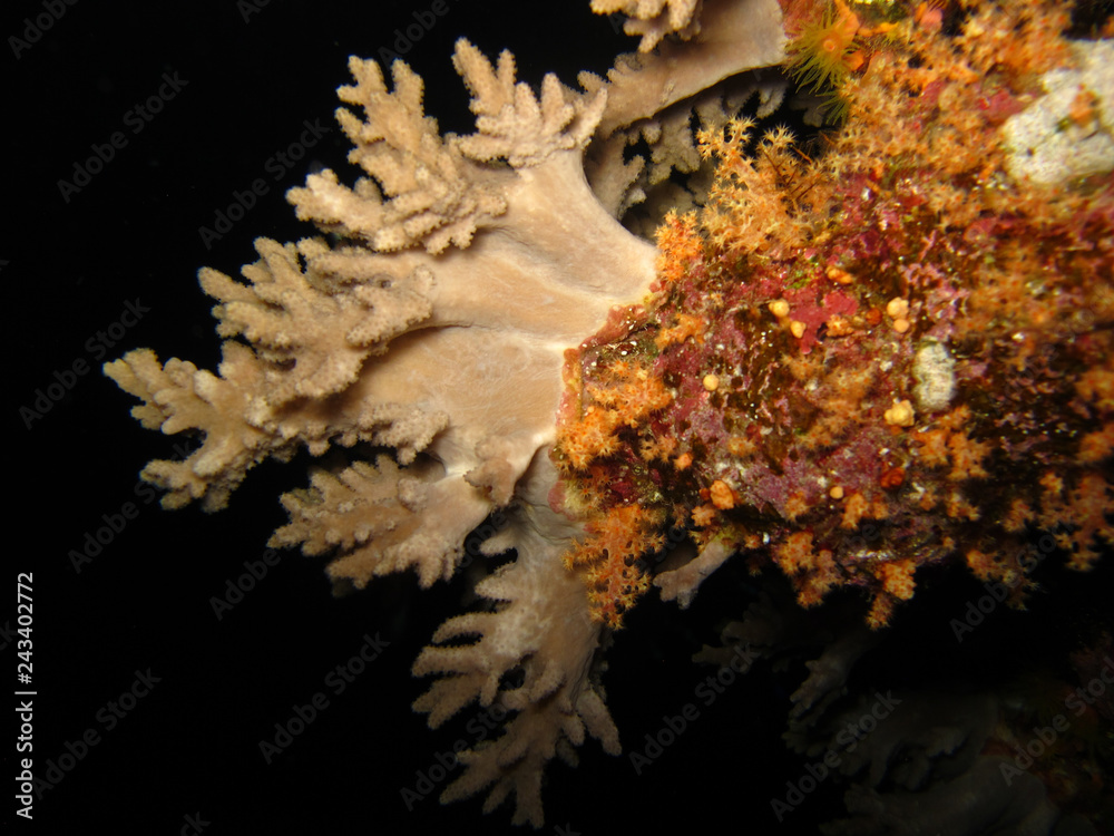 Underwater world in deep water in coral reef and plants flowers flora in blue world marine wildlife, travel nature beauty exploration in diving trip,adventures recreation dive. Fish, corals,creatures Underwater world in deep water in coral reef and plants flowers flora in blue world marine wildlife, travel nature beauty exploration in diving trip,adventures recreation dive. Fish, corals,creatures
