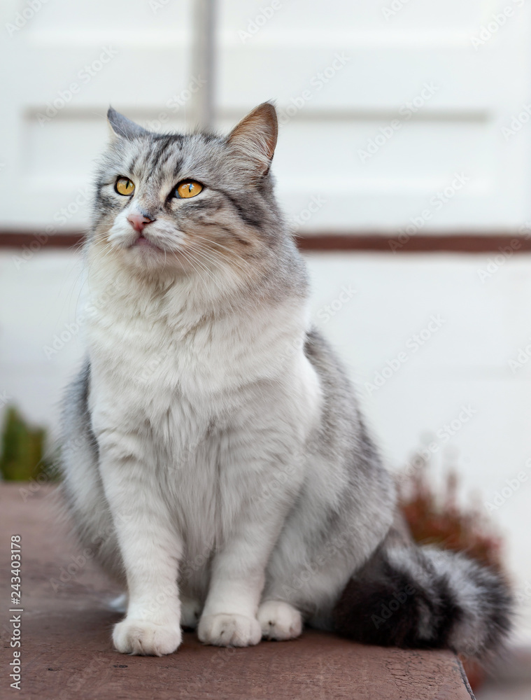 Portrait of a beautiful long-haired cat