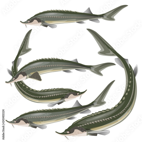 Set of sturgeon fish