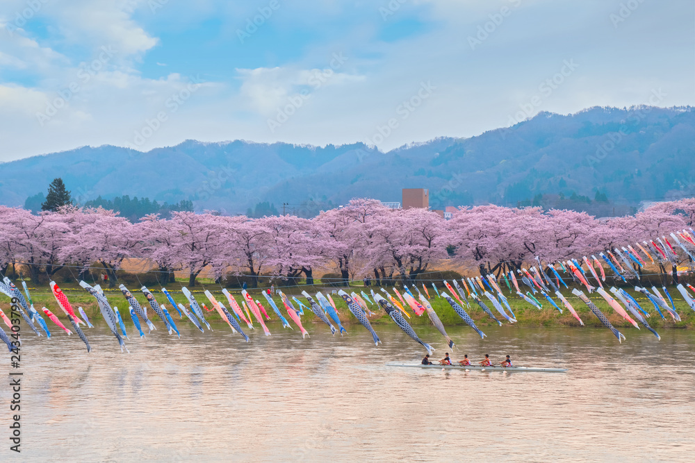 Naklejka premium Koinobori karpia w kształcie karpia tradycyjnie latały w Japonii z okazji Dnia Dziecka nad rzeką Kitakami podczas pełnego kwitnienia Wiśniowego Kwitnienia w parku Kintakami Tenshochi w Japonii