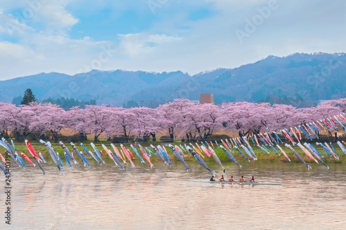 Koinobori carp-shaped windsocks traditionally flown in Japan to celebrate Children's Day over Kitakami river during fullbloom Cherry Blossom at Kintakami Tenshochi park in Japan photo