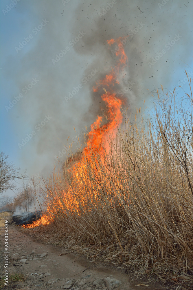 Flame of brushfire 38