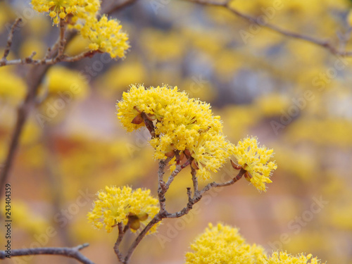 サンシュユの花 photo