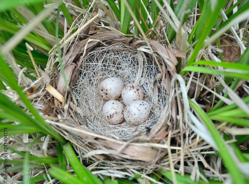 Nest of bunting 15