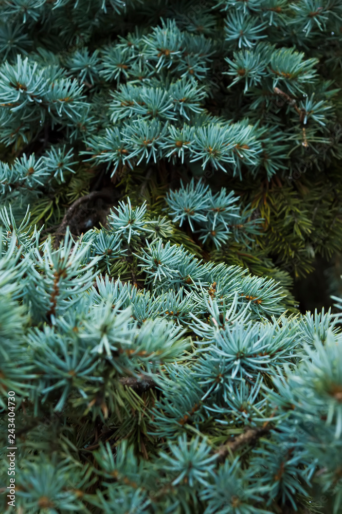 Blue spruce fir branches background texture blue green hedge garden park yard
