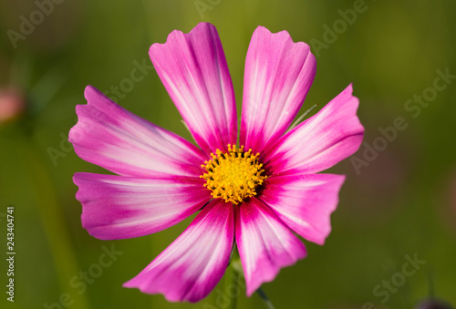 Close Up Purple Flower