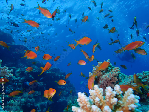 Underwater world in deep water in coral reef and plants flowers flora in blue world marine wildlife, travel nature beauty exploration in diving trip,adventures recreation dive. Fish, moray, creatures