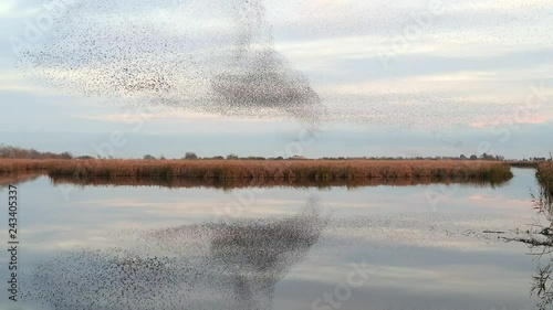 starling murmuration 2018 Delta del Ebro