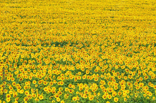Fototapeta Naklejka Na Ścianę i Meble -  Sunflowers Field