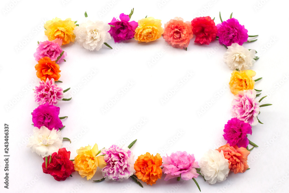 Concept arrange Portulaca flower to the rectangle shaped isolated on white background.