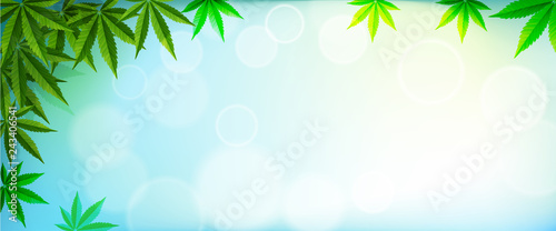 Marijuana plant and cannabis on blue backgrounds.