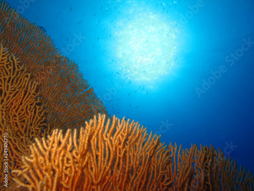 Underwater world in deep water in coral reef and plants flowers flora in blue world marine wildlife, travel nature beauty exploration in diving trip,adventures recreation dive. Fish, corals,creatures