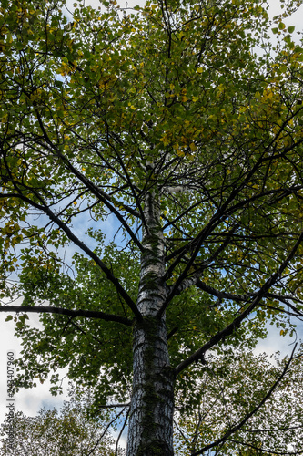 Close up on a tall tree in Alaska during the autumn season with leaves changing colors