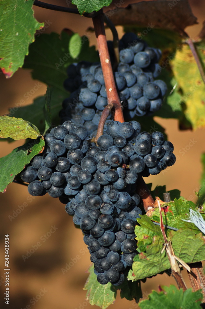 Grapes, blue grapes growing on a grape arbor,Romania 