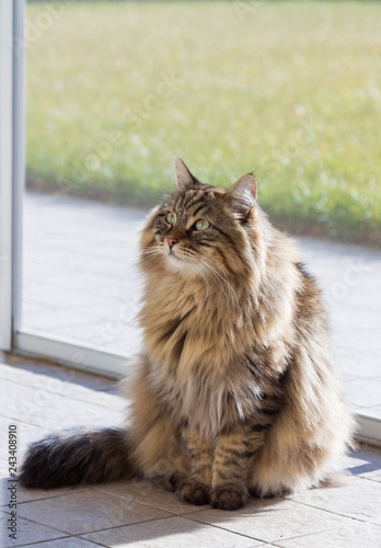 Adorable long haired siberian cat of livestock in relax outdoor