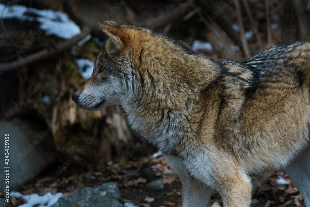 Wolf Wolf