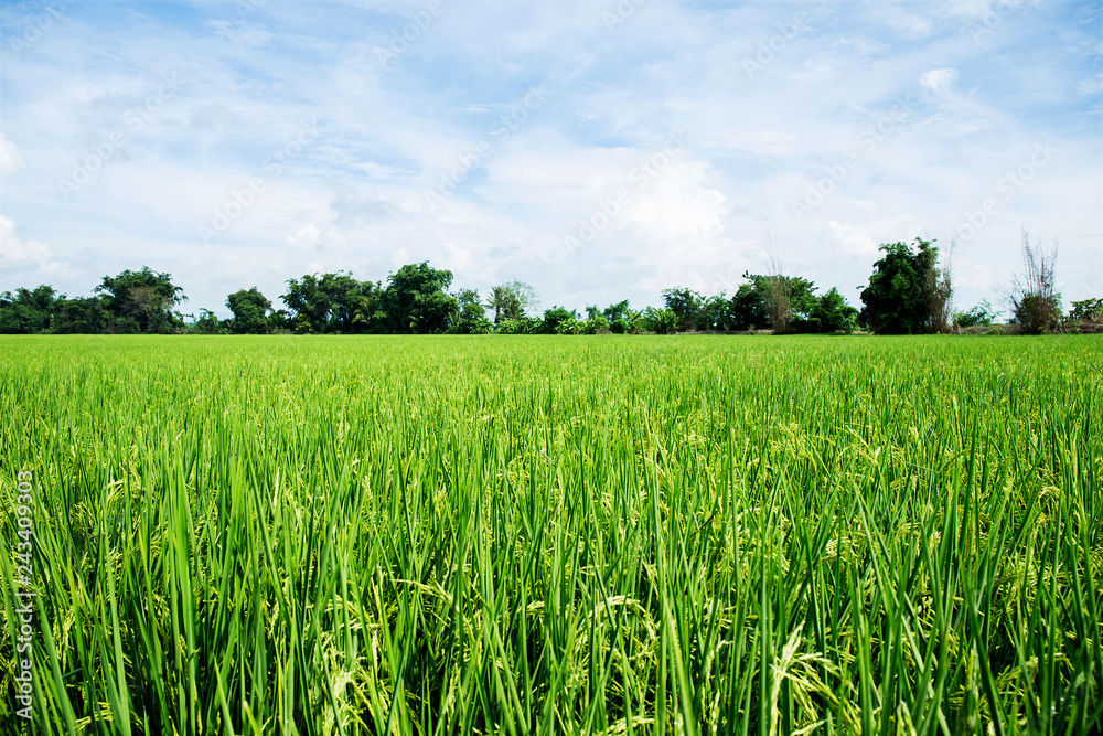 close up of yellow green rice field close up of yellow green rice field