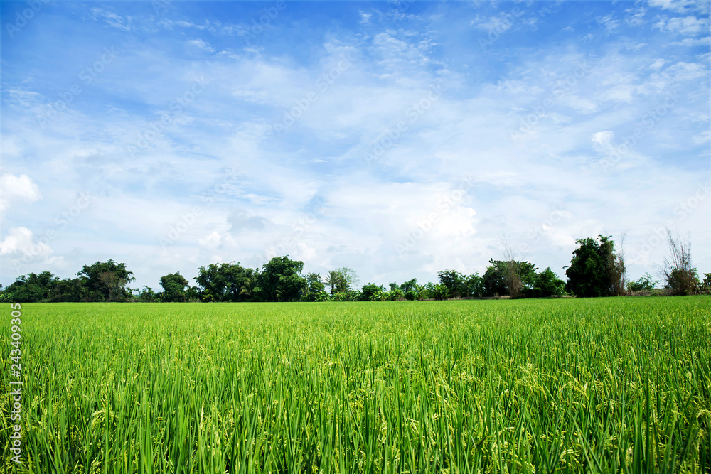 close up of yellow green rice field close up of yellow green rice field