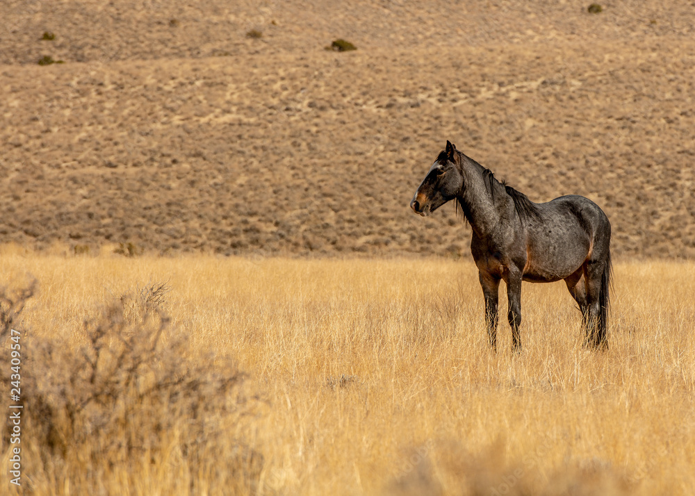 Fototapeta premium Black wild mustang in the high desert in Nevada, USA