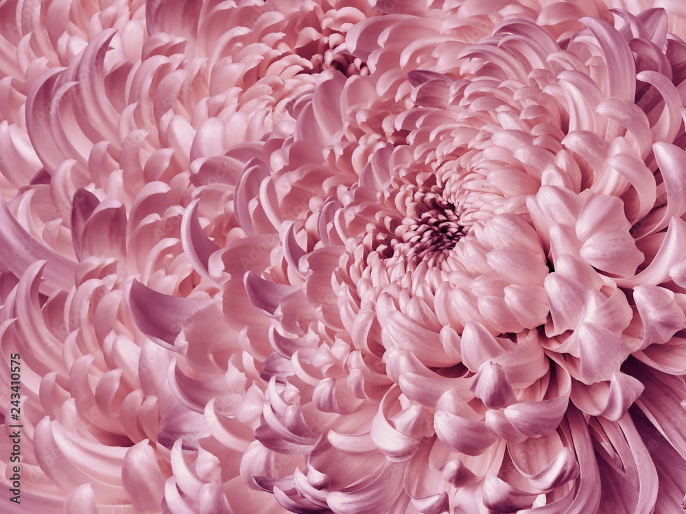 Floral pink-purple background. Flower chrysanthemum close-up. Chrysanthemum petals. Nature. Floral pink-purple background. Flower chrysanthemum close-up. Chrysanthemum petals. Nature.