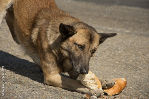  brown dog eat bread on the street © Laurenx