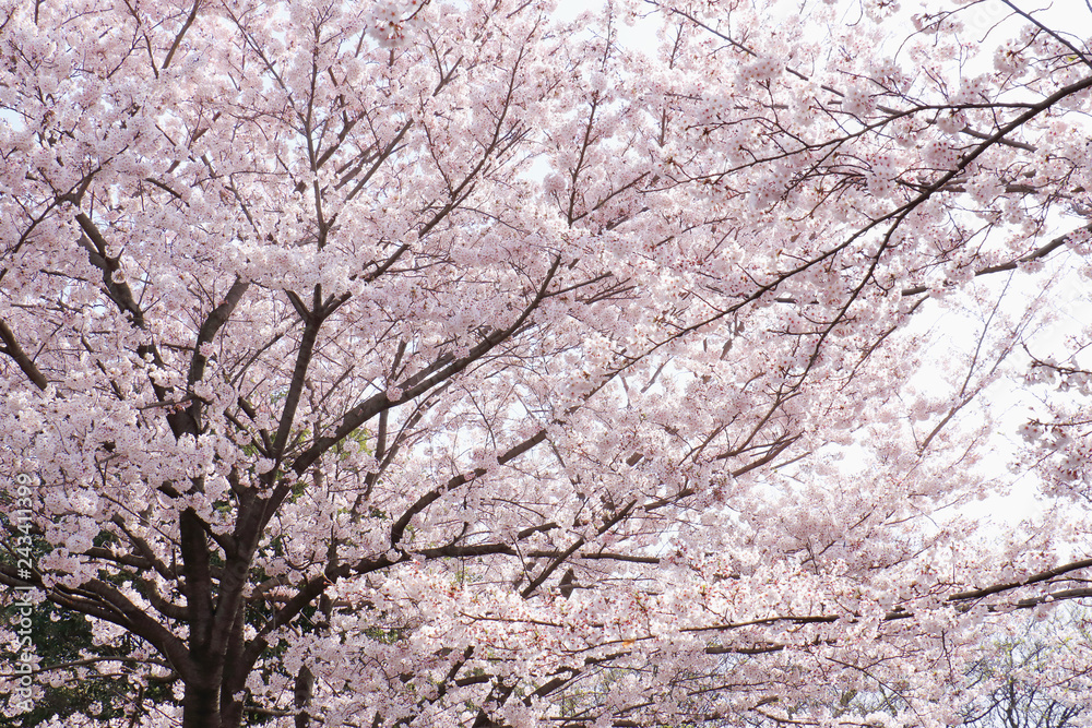 満開の桜、ソメイヨシノバックグラウンド