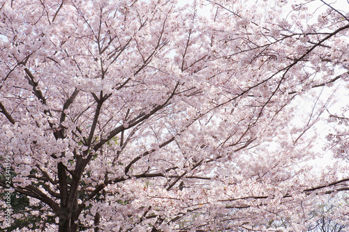 満開の桜、ソメイヨシノバックグラウンド © pepmint