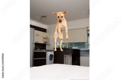 Fly Nymeria