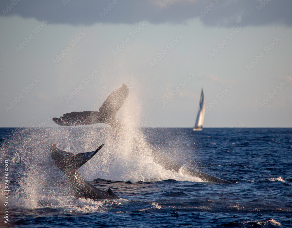 Fototapeta premium Humpback Whales Maui 2019 Pair