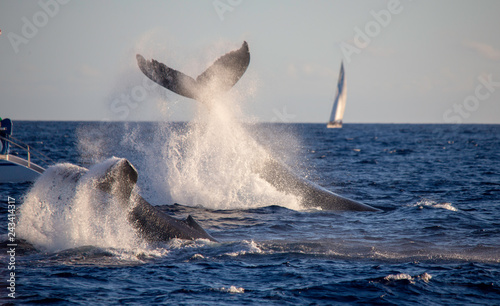 Humpback Whales in Maui 2019