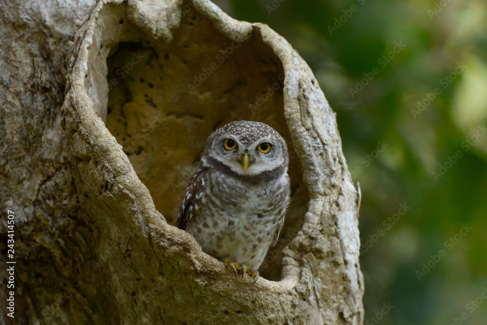 Spotted owlet in the wood hollow Spotted owlet in the wood hollow