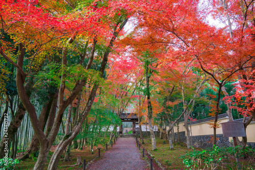 京都　地蔵院（竹の寺）の紅葉