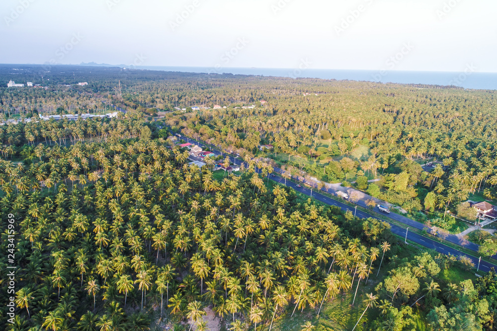 Aerial view road in deep coconut forest