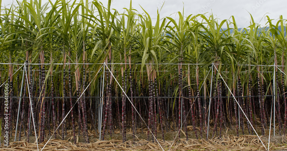Fototapeta premium Sugar cane farm